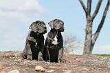 CANE CORSO 289